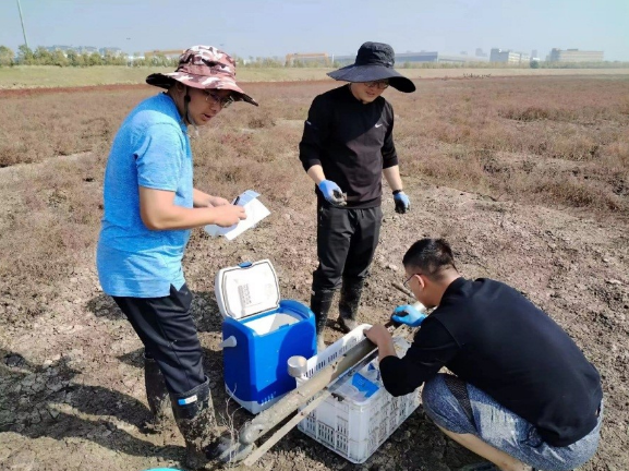 盐沼湿地碳汇监测试点如何开展?意义何在?
